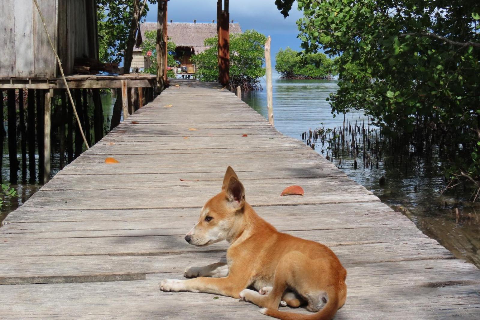 Nyanse Homestay - Raja Ampat Besir Esterno foto